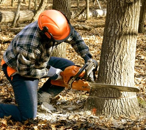 Tree Removal in Crystal Hill, VA